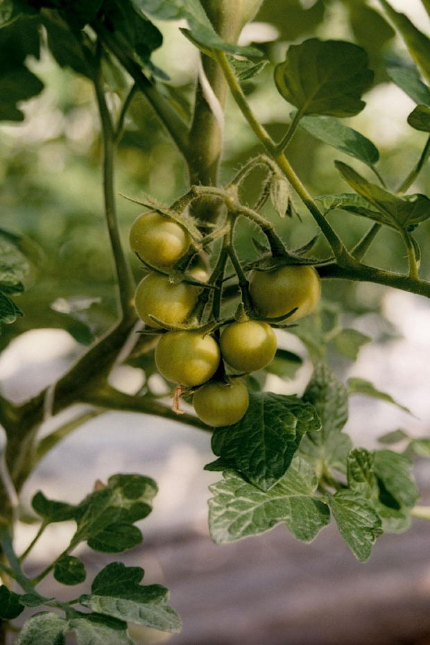 #MaciejKwiatosz #pomidory #szklarnie #turcja